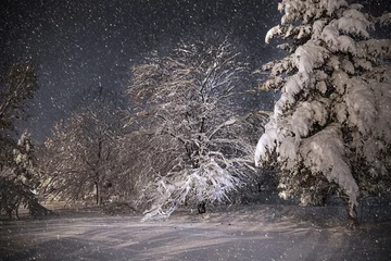 Acrylic prints Winter Night scene, dancing shadows on snow