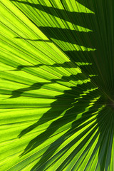 Fototapeta premium Palm leaf