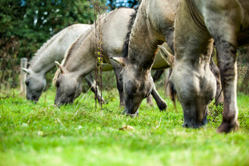 Konikhorses