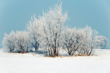 Winter landscape - obrazy, fototapety, plakaty