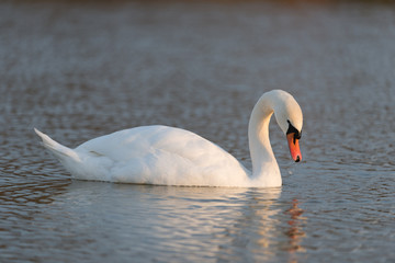 Obraz premium Höckerschwan, Mute swan, Cygnus olor