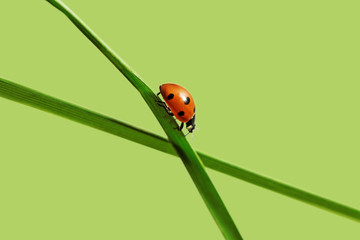 Ladybud on the grass.