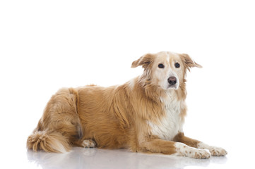 Fototapeta premium Mixed breed dog - Mischlingshund