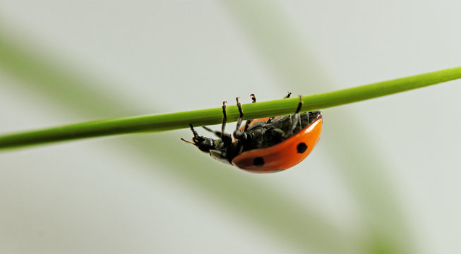Ladybud on the grass.