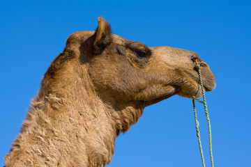 Camel at the Pushkar Fair, Rajasthan, India