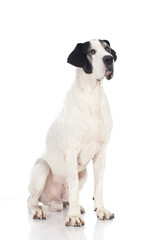 Obraz premium German mastiff - Deutsche Dogge