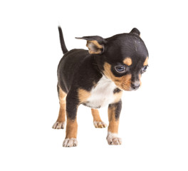 short haired chihuahua puppy in front of a white background