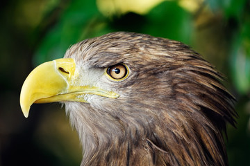 White-tailed eagle