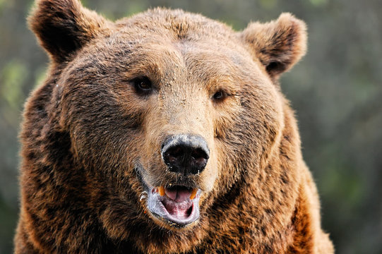 Portrait of an adult brown bear