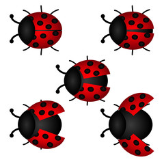 set of Ladybird, vector
