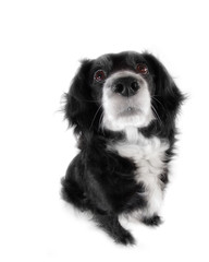 dog on a white background