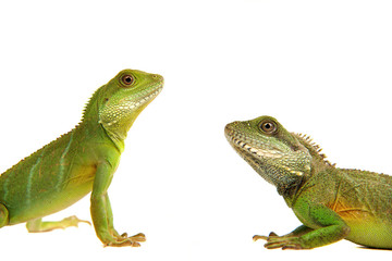 Wasseragamen, Leguan, Eidechse, Reptil