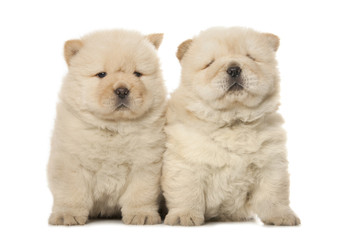 Fototapeta premium chow-chow puppies