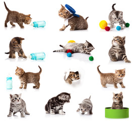 collection of kitten isolated on white background.