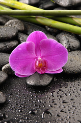 Obraz na płótnie Canvas macro of pink orchid with pebble