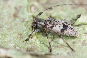 Leiopus nebulosus sitting on oak, macro photo