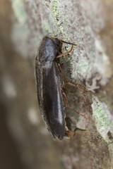 False darkling beetle (Melandryidae) sitting on wood