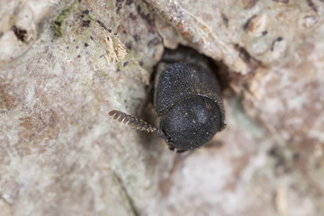 Melasis buprestoides, Eucnemidae