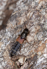 Rove beetle, staphylinidae on tree, macro photo