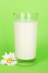Glass of fresh new milk with white flower on green  background