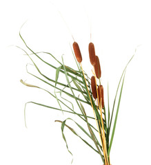 reeds, isolated on white © Africa Studio