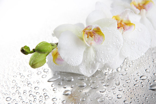 Fototapeta white beautiful orchids with drops