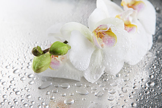 Fototapeta białe piękne orchidee z kroplami