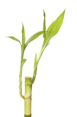 Isolated nzature lucky bamboo