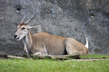 common eland ,Taurotragus oryx