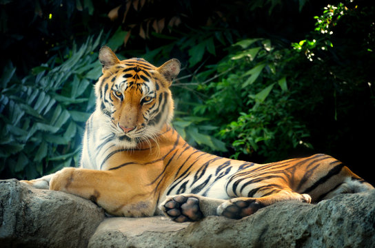 Tiger lay on stone