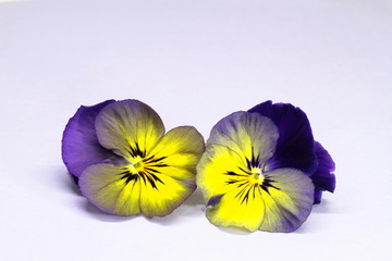 薄紫背景の三色菫