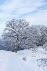 Old oak trees in winter