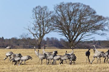 Common Cranes in spring