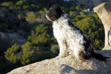 IL CANE DI GARDIA