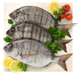 Sarago - Bream