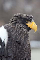 Portrait of a steller's sea eagle