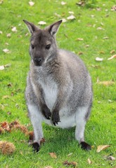kangourou dans herbe
