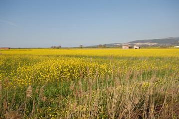 PRATO CON BALLE DI FIENO