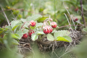 Strawberry (wild)....