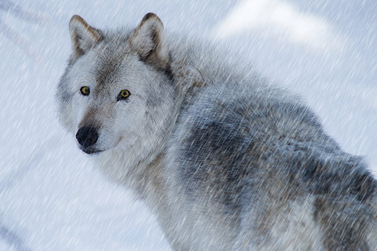 Timber wolf