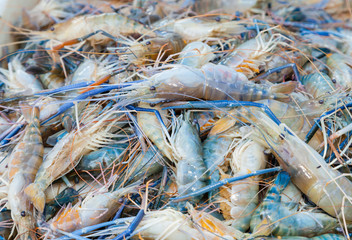 Fresh big shrimp  in  street market of thailand