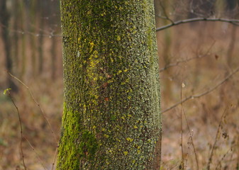 Fototapeta premium Baumstamm mit Moosbelag