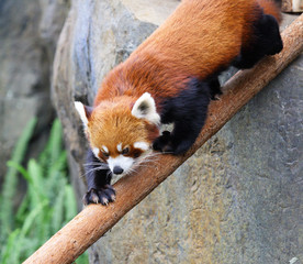 red panda