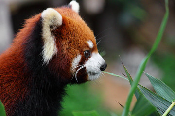 red panda