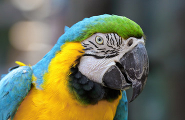 Macaw bird
