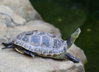 turtle