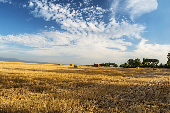 Campo di Grano