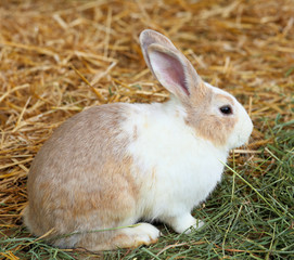 rabbit in farm