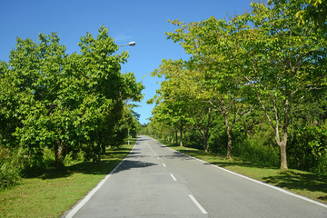 Fototapeta na wymiar Wysadzanej drzewami ulicy na wsi