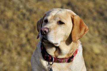 Labrador